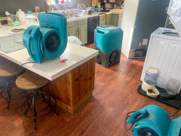 Best Mold removal after water damage  in Lovelock, NV