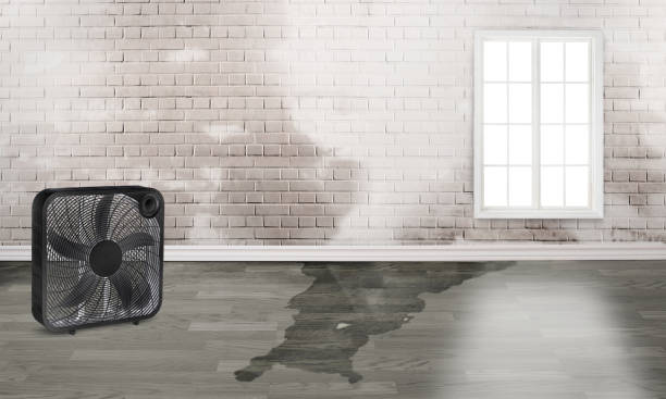 Best Water damage contractors near me  in Lovelock, NV